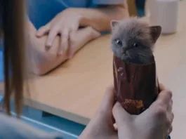 McVities Digestive Biscuits Advert – Kittens